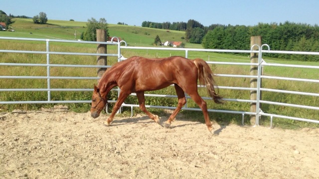 Blaze Of Remedy’s Sheila TH - Missouri Foxtrotter Deckhengst