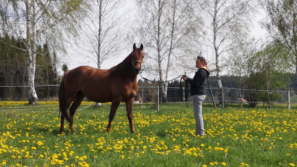 Verkaufspferde - Clay Pit Stables