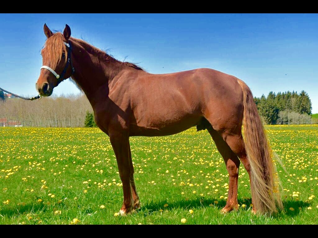 Missouri Foxtrotter Stallion At Stud - Clay Pit Stables